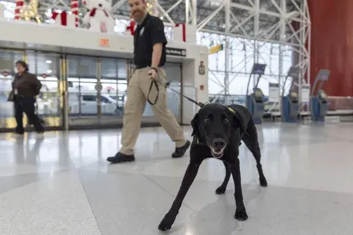 Argo, a Transportation Security Administration explosives detection canine, who works with handler Jonathan Lilly, walks through the ticketing area at Baltimore/Washington International Thurgood Marshall Airport, Monday, Dec. 9, 2024, in Baltimore. (AP Photo/Stephanie Scarbrough)