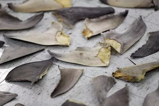 Confiscated shark fins are shown during a news conference, Thursday, Feb. 6, 2020, in Doral, Fla. A spate of recent criminal indictments highlights how U.S. companies, taking advantage of a patchwork of federal and state laws, are supplying a market for fins that activists say is as reprehensible as the now-illegal trade in elephant ivory once was. (AP Photo/Wilfredo Lee, File)