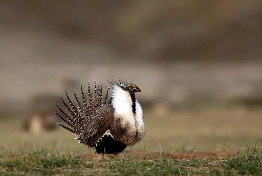 A male sage grouse struts in the early morning hours outside Baggs, Wyo., on April 22, 2015. A federal judge on Friday, June 2, 2023, yanked the U.S. government's approval for a phosphate mining project in southeastern Idaho. The decision comes five months after the judge ruled the U.S. Bureau of Land Management violated environmental laws when it approved the Caldwell Canyon Mine in 2019. Those include a failure to consider the indirect impact of processing ore at a nearby plant and the impact 