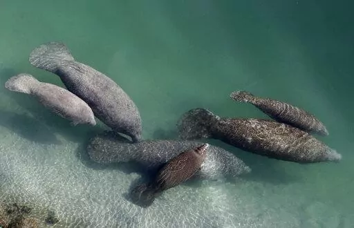 A group of manatees are pictured in a canal where discharge from a nearby Florida Power & Light plant warms the water in Fort Lauderdale, Fla., on Dec. 28, 2010. Fewer manatee deaths have been recorded so far this year in Florida compared to the record-setting numbers in 2021 but wildlife officials cautioned, Wednesday, July 20, 2022, that chronic starvation remains a dire and ongoing threat to the marine mammals. (AP Photo/Lynne Sladky, File)