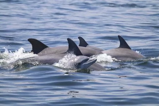 In this May 2019 photo provided by the Potomac-Chesapeake Dolphin Project, dolphins swim together in the Potomac River between Lewisetta and Smith Point, Va. Dolphins are extremely playful animals and often swim close together, sometimes even touching fins. "We call it holding hands," says Janet Mann, who directs the nonprofit Potomac-Chesapeake Dolphin Project. This photo was made under NOAA NMFS permit numbers 19403 and 23782. (Ann-Marie Jacoby/Potomac-Chesapeake Dolphin Project via AP)