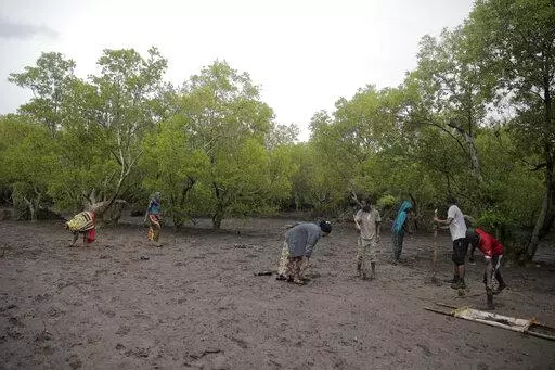 Members of Mikoko Pamoja, Swahili for 'mangroves together', plant mangrove trees in the beaches of Gazi Bay, in Kwale county, Kenya on June 12, 2022. In Kenya's Gazi Bay, arguably the continent's most famous mangrove restoration project, thousands of trees have been planted thanks to nearly a decade of concerted efforts to offset carbon dioxide released by faraway governments and companies seeking to improve their climate credentials. (AP Photo/Brian Inganga, File)
