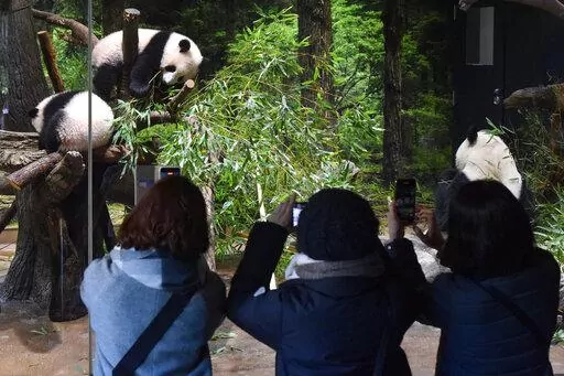 In this photo provided by Tokyo Zoological Park Society, visitors use smartphones to take pictures of Japanese-born twin pandas and their mother at Ueno Zoo in Tokyo, Wednesday, Jan. 12, 2022. Twin panda cubs made their first public appearance Wednesday before their devoted fans but only briefly - just for three days for now - due to the upsurge of the highly transmissible coronavirus variant.  (Tokyo Zoological Park Society via AP )