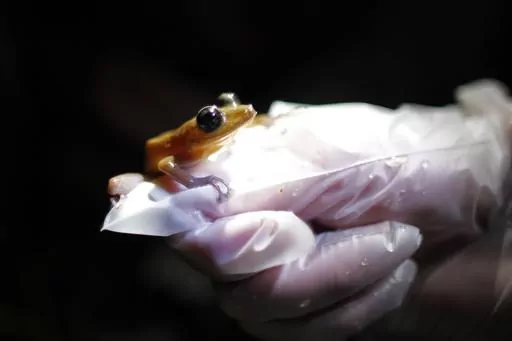 A researcher holds a Coqui Guajon or Rock Frog (Eleutherodactylus cooki) at a tropical forest in Patillas, Puerto Rico on March 21, 2013. A study published Wednesday, Oct. 4, 2023, in the journal Nature has found that amphibians are the world's most threatened group of vertebrate species. (AP Photo/Ricardo Arduengo, File)