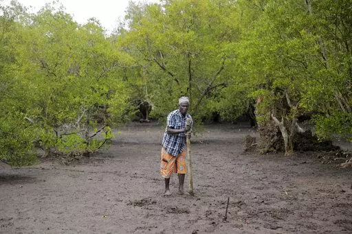 A member of Mikoko Pamoja, Swahili for 'mangroves together', plants a mangrove tree at Gazi Bay, in Kwale county, Kenya, June 12, 2022. African nations want to increase how much money they receive from schemes that offset greenhouse gas emissions and are looking for ways to address the issue at U.N. climate talks currently underway in Egypt. Carbon offsets, where polluting companies can effectively cancel out their emissions by paying into initiatives such as tree-planting, are currently cheaper