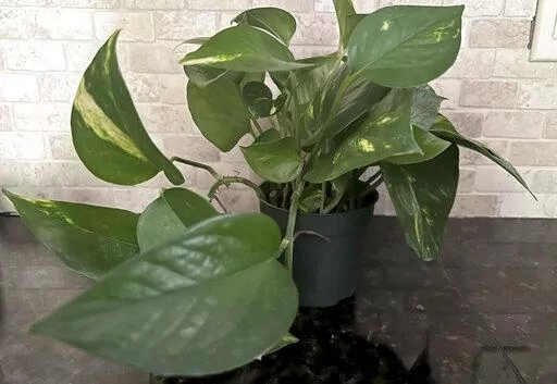 This Jan. 17, 2023, image provided by Jessica Damiano shows a vining pothos houseplant, which has toxic properties so should be kept away from children. (Jessica Damiano via AP)