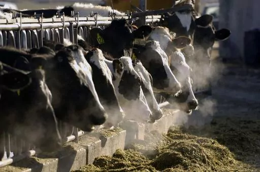 A line of Holstein dairy cows feed through a fence at a dairy farm, March 11, 2009, outside Jerome, Idaho. Recent vaccine conspiracy theories are casting an air of fear around livestock and produce, falsely suggesting COVID-19 vaccines are going to be passed along through the food supply. (AP Photo/Charlie Litchfield, File)