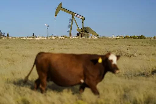 A cow walks through a field as an oil pumpjack and a flare burning off methane and other hydrocarbons stand in the background in the Permian Basin in Jal, N.M., Oct. 14, 2021. (AP Photo/David Goldman, File)