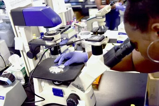 Nayla Fair, an intern at The Hampton University Cancer Research Center, examines cancer cells through a microscope on Wednesday, June 12, 2019. Cancer death rates have steadily declined among Black people but remain higher than in other racial and ethnic groups, according to a U.S. government study released Thursday, May 19, 2022. (Daniel Linhart/The Virginian-Pilot via AP, File)