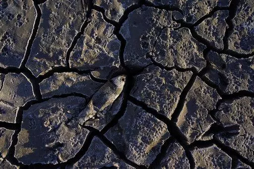 A dead fish that used to be underwater sits on cracked earth above the water level on Lake Mead at the Lake Mead National Recreation Area on May 9, 2022, near Boulder City, Nev. Federal officials on Tuesday, Aug. 16, 2022, are expected to announce water cuts that would further reduce how much Colorado River water some users in the seven U.S. states reliant on the river and Mexico receive. (AP Photo/John Locher, File)
