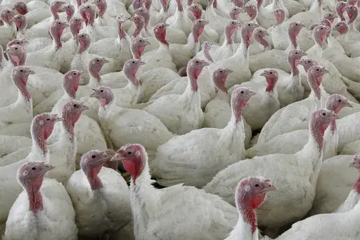Turkeys gather together at a farm in Lebanon, Pa., on April 11, 2012. (AP Photo/Matt Rourke, File)