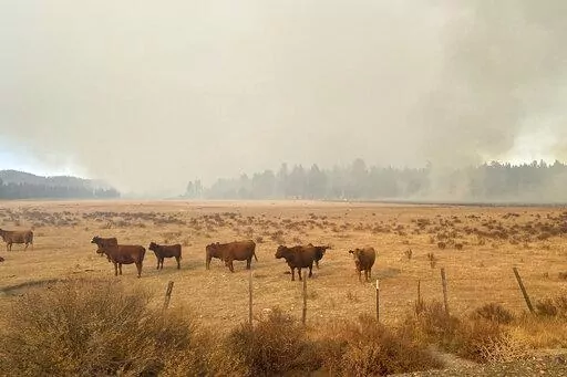 CORRECTS DATE OF IMAGE - In this image provide by Mandy Taylor, smoke from a prescribed burn looms over cattle belonging to the Holliday family on Oct. 13, 2022, near the town of John Day, Ore. On Oct. 19, 2022, the U.S. Forest Service crew resumed the prescribed burn and the fire spread onto the Holliday family's ranch. The family is applauding the arrest of the leader of a U.S. Forest Service crew that carried out the prescribed burn in the Malheur National Forest. (Mandy Taylor via AP)
(Mand