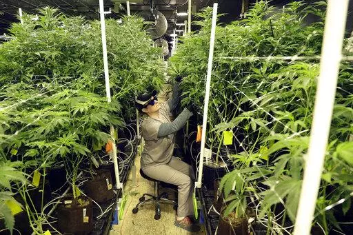 Heather Randazzo, a grow employee at Compassionate Care Foundation's medical marijuana dispensary, trims leaves off marijuana plants in the company's grow house in Egg Harbor Township, N.J., March 22, 2019. Recreational marijuana sales in New Jersey for those 21 and older will begin April 21, 2022, Democratic Gov. Phil Murphy said Thursday, April 14. (AP Photo/Julio Cortez, File)
