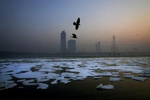 Birds fly over toxic foams floating in the river Yamuna in New Delhi, India, Tuesday, Oct. 29, 2024. (AP Photo/Manish Swarup)