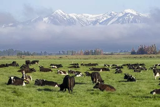 Dairy cows graze on a farm near Oxford, in the South Island of New Zealand on Oct. 8, 2018. New Zealand's government on Tuesday, Oct. 11, 2022 proposed taxing the greenhouse gasses that farm animals make from burping and peeing as part of a plan to tackle climate change. (AP Photo/Mark Baker, File)