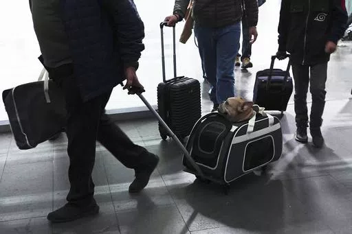 A traveler pulls his dog in a wheeled carrier at the Benito Juarez International Airport in Mexico City, Wednesday, Dec. 21, 2022. If you are bringing a dog into the U.S. — whether if you are returning from a trip overseas with Rover, visiting the U.S., or adopting a dog from abroad — you have to follow a set of new rules released by the Centers for Disease Control and Prevention on Wednesday, May 8, 2024, designed to help prevent the spread of rabies. (AP Photo/Marco Ugarte, File)