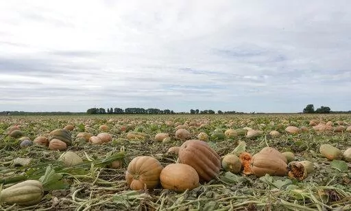 Pumpkins are seen in a field on Bill Sahs' farm, Monday, Sept. 12, 2022, in Atlanta, Ill.  On the central Illinois farms that supply 85% of the world’s canned pumpkin, farmers like Sahs are adopting regenerative techniques designed to reduce emissions, attract natural pollinators like bees and butterflies and improve the health of the soil. The effort is backed by Libby’s, the 150-year-old canned food company, which processes 120,000 tons of pumpkins each year from Illinois fields. Libby’s