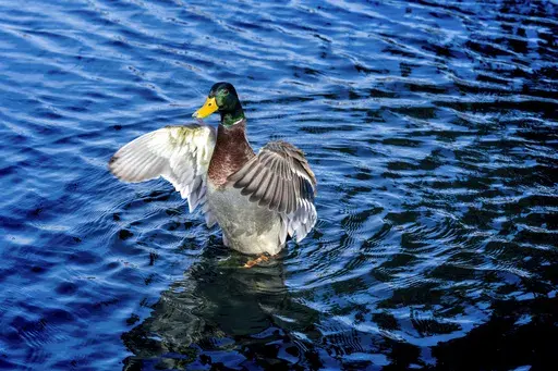 A mallard spreads his wings in the sun at the Capitol Reflecting Pool in Washington, Friday, Nov. 17, 2023. (AP Photo/J. Scott Applewhite, File)