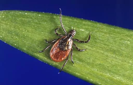 This undated photo provided by the U.S. Centers for Disease Control and Prevention (CDC) shows a blacklegged tick, which is also known as a deer tick. Ticks will be more active than usual early in spring 2023, and that means Lyme disease and other tick-borne infections could spread earlier and in greater numbers than in a typical year. Ticks can transmit multiple diseases that sicken humans, and deer ticks, which spread Lyme, are a day-to-day fact of life in the warm months in New England and th