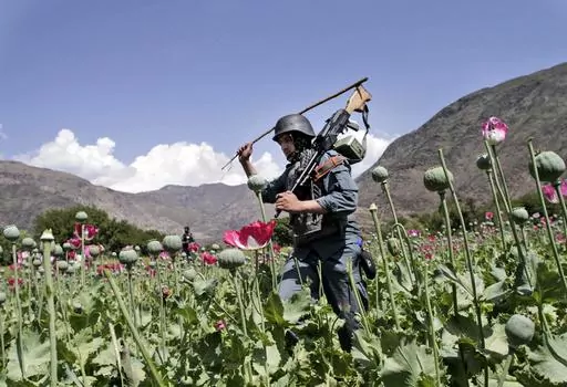Armed Afghan policemen destroy an opium poppy field in Noorgal, Kunar province, east of Kabul, Afghanistan on April 13, 2013. Afghan farmers have lost income of more than $1 billion from opium sales after the Taliban outlawed poppy cultivation, according to a report from the U.N. drugs agency published Sunday, Nov. 5, 2023. (AP Photo/Rahmat Gul, File)