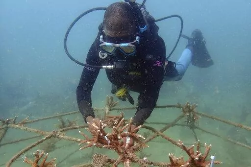 Coral reef restoration ranger Dosa Mshenga Mchambi works at an artificial reef structure in the Indian ocean at Shimoni, Kenya on June 13, 2022. Officials are meeting in Kigali, Rwanda, as part of the continent's first ever Africa Protected Areas Congress in a bid to expand the protection of land and marine wildlife, despite little funding and many existing conservation areas in the region being of low quality. (AP Photo/Brian Inganga, File)