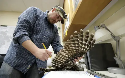 Wildlife technician Jordan Hazan records data in a lab from a male barred owl he shot earlier in the night, Oct. 24, 2018, in Corvallis, Ore. U.S. wildlife officials want to kill hundreds of thousands of barred owls in coming decades as part of a controversial plan to help spotted owl populations. (AP Photo/Ted S. Warren, File)