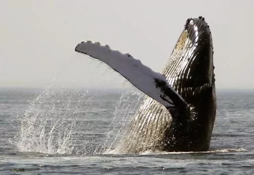 A humpback whale breaches on Stellwagen Bank about 25 miles east of Boston, on Aug. 22, 2005. Marine mammals that live in U.S. waters face major threats from the warming ocean temperatures, rising sea levels and decreasing sea ice volumes associated with climate change, according a new study. (AP Photo/Michael Dwyer, File)