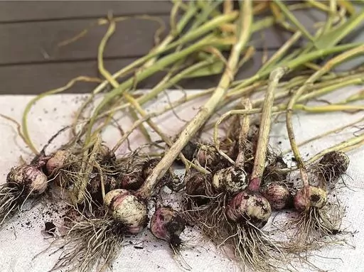 This July 2022 image provided by Jessica Damiano shows freshly harvested garlic bulbs set out to dry on Long Island, New York. Growing fruits, vegetables and herbs that are expensive to buy at the supermarket is a great way to cut your grocery bill. (Jessica Damiano via AP)