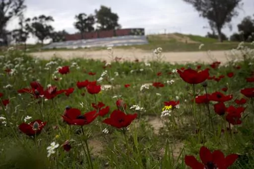 Anemone wildflowers bloom in Re'im, southern Israel, Monday, Feb. 12, 2024, at the site of a cross-border attack by Hamas on the Nova music festival where hundreds of revelers were killed and kidnapped into the Gaza Strip. As spring approaches each year, wildflowers erupt across Israel. Nowhere is the show more dramatic than in southern Israel, near Gaza, where brilliant red anemones burst forth with such intensity that rolling hills seem to grow red carpets. The flowers are especially symbolic 