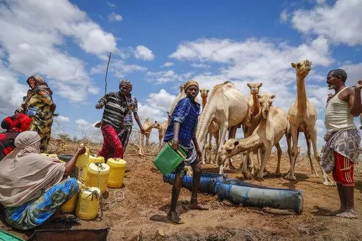 Herders supply water from a borehole to give to their camels during a drought near Kuruti, in Garissa County, Kenya on Oct. 27, 2021. The frequency and duration of droughts will continue to increase due to human-caused climate change, with water scarcity already affecting billions of people across the world, the United Nations warned in a report Wednesday, May 11, 2022. (AP Photo/Brian Inganga, File)