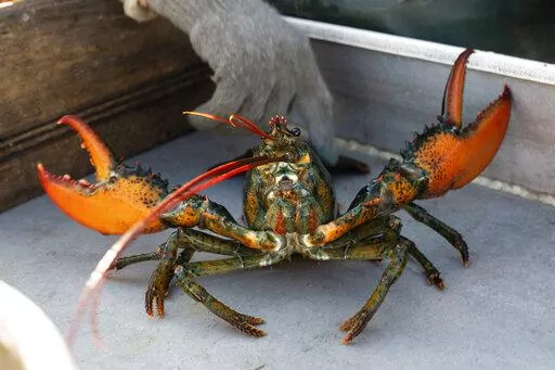A lobster rears its claws after being caught off Spruce Head, Maine, Aug. 31, 2021. China is showing no signs of slowing its demand for American lobster this year despite disruption to the supply chain and international trade caused by the COVID-19 pandemic. The lobsters are especially sought after in winter because they are a popular delicacy on Chinese New Year, which is Feb. 1 this year.  (AP Photo/Robert F. Bukaty, File)
