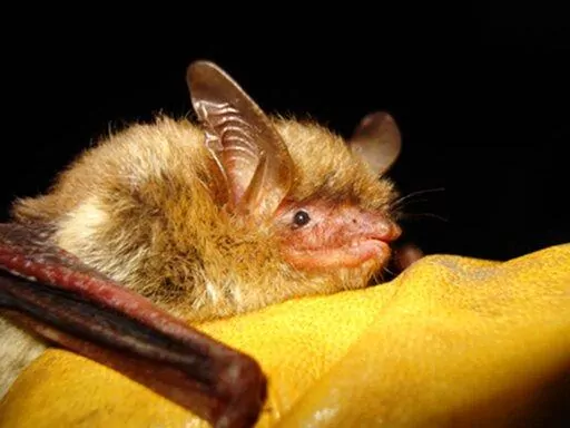 This undated photo provided by the Wisconsin Department of Natural Resources shows a northern long-eared bat. On Tuesday, Nov. 29, 2022, the Biden administration declared the northern long-eared bat endangered, a last-ditch effort to save a species driven to the brink of extinction by a deadly fungus. This is the third species of bat recommended for the designation this year due to white-nose syndrome. (Wisconsin Department of Natural Resources via AP, File)