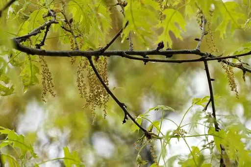 An oak tree with new leaf growth also shows pollen and a drop of water hanging among the branches at a park in Richardson, Texas, Thursday, March 21, 2024. There are three main types of pollen. Earlier in the spring, tree pollen is the main culprit. After that grasses pollinate, followed by weeds in the late summer and early fall. (AP Photo/Tony Gutierrez, File)