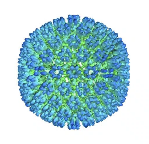 This image provided by U.S. Department of Health and Human Services shows an illustration of the outer coating of the Epstein-Barr virus, one of the world’s most common viruses. New research is showing stronger evidence that Epstein-Barr infection could set some people on the path to later developing multiple sclerosis.   (U.S. Department of Health and Human Services  via AP)