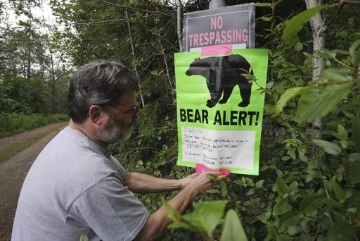 A property owner posts a bear warning sign on private property near a recent bear attack, July 22, 2012, In Ankorage, Alaska. So long as they don't eat them, stuff them or turn them into hats for the British royal guard, Floridians will be able to kill black bears threatening them on their property with no consequences under a bill sent to Republican Gov. Ron DeSantis on Thursday, March 7, 2024. (AP Photo/Anchorage Daily News, Bill Roth, File)