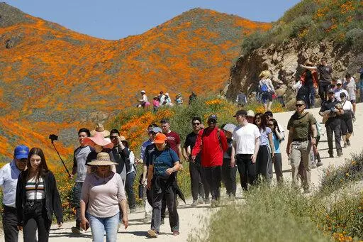 People walk among wildflowers in bloom on March 18, 2019, in Lake Elsinore, Calif. A small California city that was overrun by visitors four years ago when heavy winter rains produced a spring "super bloom" of wild poppies has a message for the public after this year's deluge: Do not come. You could be arrested. (AP Photo/Gregory Bull, File)