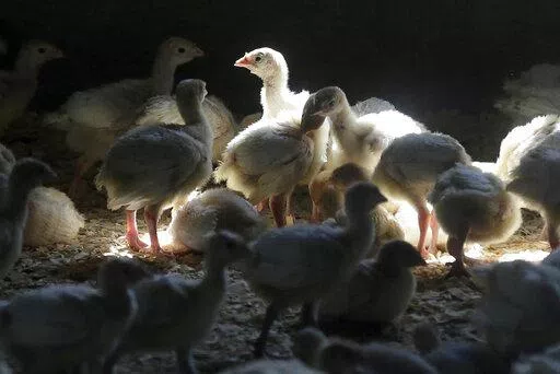 Turkeys stand in a barn on turkey farm near Manson, Iowa on Aug. 10, 2015. A Colorado prison inmate has tested positive for bird flu in the first confirmed case of a human being infected with the disease that has resulted in the death of millions of chickens and turkeys. The U.S. Centers for Disease Control and Prevention said Thursday, April 28, 2022, that the man who tested positive had been in a pre-release program and was helping removing chickens from an infected farm. (AP Photo/Charlie Nei