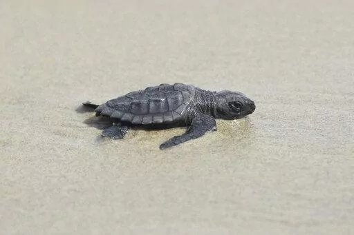This undated photo provided by the Coastal Protection and Restoration Authority in August 2022 shows a newly hatched Kemp's ridley sea turtle making its way out to the Gulf of Mexico from Louisiana's Chandeleur Islands. The world’s smallest and most endangered sea turtle is nesting in barrier islands east of New Orleans, La., for the first time in 75 years, officials said Wednesday, Aug. 17, 2022. (Coastal Protection and Restoration Authority via AP)