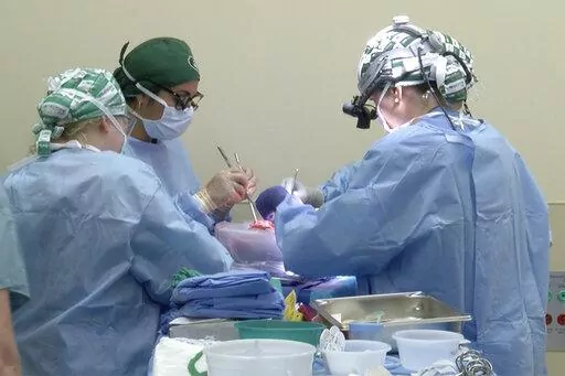 In this photo provided by the University of Alabama at Birmingham, surgeons prepare to transplant kidneys from a genetically modified pig into the body of a deceased recipient in September 2021. The experimental procedure was a step-by-step rehearsal for operations they hope to try in living patients possibly later in 2022, part of a quest to use animal organs to save human lives. (UAB via AP)