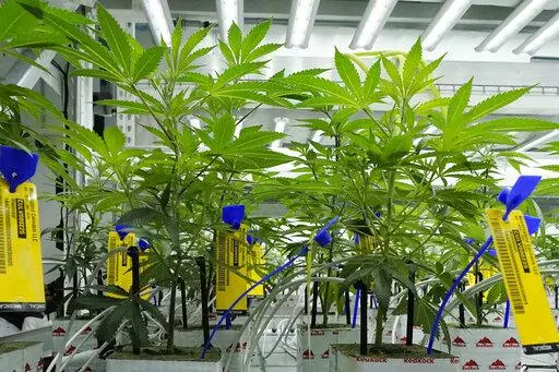 Young marijuana plants have state mandated identification tags in the indoor growing facility of Mockingbird Cannabis in Raymond, Miss., Friday, Jan. 20, 2023. Patients have started buying medical marijuana in Mississippi, nearly a year after the products were legalized in the state. The Mississippi Medical Marijuana Association says the first purchases happened Wednesday, Jan. 25, 2023, at dispensaries in Brookhaven and Oxford. (AP Photo/Rogelio V. Solis)