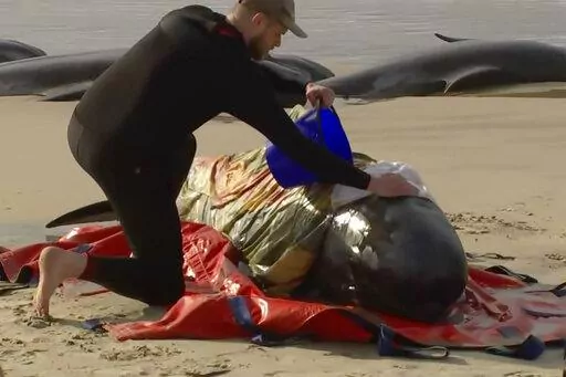 In this image made from a video, a rescuer pours water on one of stranded whales on Ocean Beach, near Strahan, Australia Wednesday, Sept. 21, 2022. More than 200 whales have been stranded on Tasmania’s west coast, just days after 14 sperm whales were found beached on an island off the southeastern coast. (Australian Broadcasting Corporation via AP)