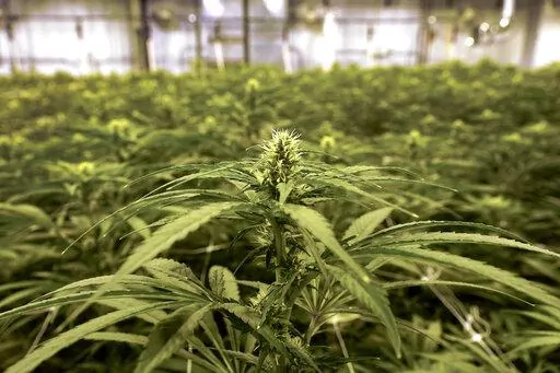 Cannabis plants growing at an indoor True North Collective facility are shown in Jackson, Mich., Wednesday, March 2, 2022. Over the past few years, Jonny Griffis has invested millions of dollars in his legal marijuana farm in northern Michigan, which produces extracts to be used in things like gummy bears and vape oils. But now that farm — like many other licensed grows in states that have legalized marijuana — faces an existential threat: high-inducing cannabis compounds derived not from th