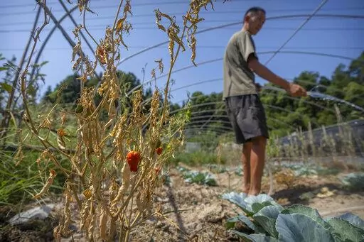 Gan Bingdong uses a hose to water plants near a dying chili pepper plant at his farm in Longquan village in southwestern China's Chongqing Municipality, Saturday, Aug. 20, 2022. Drought conditions across a swathe of China from the densely populated east across central farming provinces into eastern Tibet have "significantly increased," the national weather agency said Saturday. The forecast called for no rain and high temperatures for at least three more days from Jiangsu and Anhui provinces nor