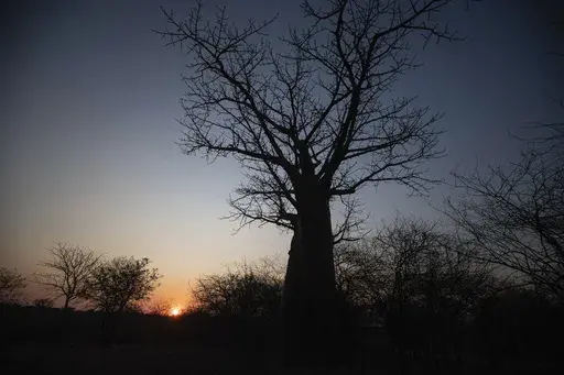 The sun sets behind a baobab tree, known as the tree of life, in Mudzi, Zimbabwe, Thursday, Aug. 22, 2024. (AP Photo/Aaron Ufumeli)