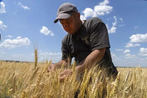 Farmer Andriy Zubko checks wheat ripeness on a field in Donetsk region, Ukraine, Tuesday, June 21, 2022. Military officials from Russia and Ukraine are set to hold a meeting in Istanbul to discuss a United Nations plan to export blocked Ukrainian grain to world markets through the Black Sea. Russia’s invasion and war disrupted production and halted shipments of Ukraine, one of the world’s largest exporters of wheat, corn and sunflower oil. (AP Photo/Efrem Lukatsky)