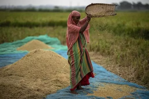 A farmer drops rice crop while working in a paddy field on the outskirts of Guwahati, India, on June 6, 2023. Global prices for food commodities like rice and vegetable oil have risen for the first time in months after Russia pulled out of a wartime agreement allowing Ukraine to ship grain to the world and India restricted some of its rice exports, the U.N. Food and Agriculture Organization said Friday Aug. 4, 2023. (AP Photo/Anupam Nath, File)