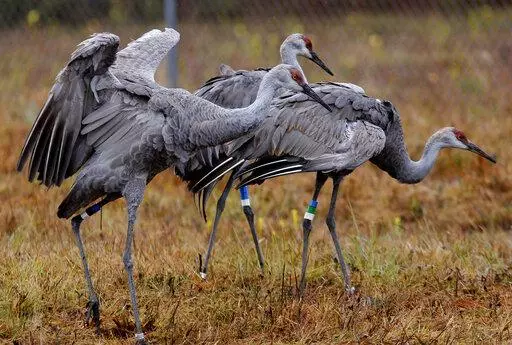 In this Nov. 27, 2012 photo, endangered Mississippi sandhill cranes stand in their temporary transitional habitat, to be later released into the wild, at the Mississippi Sandhill Crane National Wildlife Refuge in Gautier, Miss. U.S. wildlife officials have reversed their previous finding that a widely used and highly toxic pesticide could jeopardize the cranes and dozens of other plants and animals with extinction (AP Photo/Gerald Herbert, File)