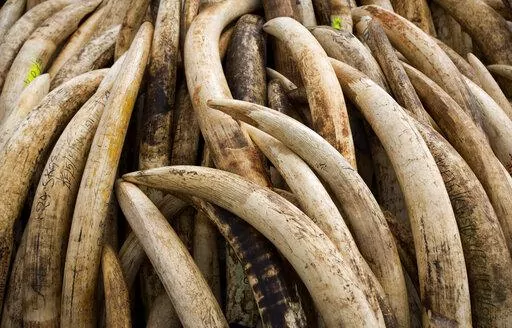 Elephant tusks are stacked in one of around a dozen pyres of ivory, in Nairobi National Park, Kenya on April 28, 2016. According to a report released on Monday, Feb. 14, 2022, scientists found that most large ivory seizures between 2002 and 2019 contained tusks from repeated poaching of the same elephant populations. (AP Photo/Ben Curtis, File)