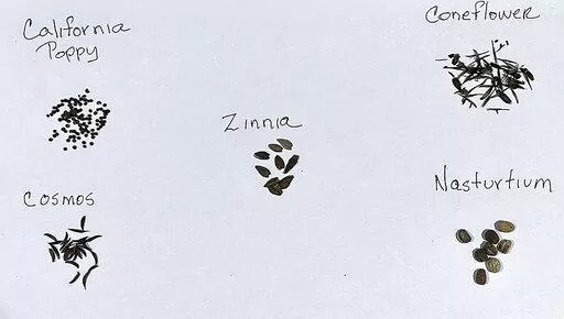 This Sept. 28, 2022, image provided by Jessica Damiano shows harvested seeds of California poppy, cosmos, zinnia, coneflower and nasturtiums. (Jessica Damiano via AP)