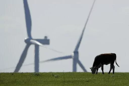 A cow grazes in a pasture as wind turbines rise in the distance, April 27, 2020, near Reading, Kan. The climate deal reached by Senate Democrats could reduce the amount of greenhouse gases that American farmers produce by expanding programs that help sequester carbon in soil, fund climate-focused research and lower the abundant methane emissions that come from cows. (AP Photo/Charlie Riedel, File)